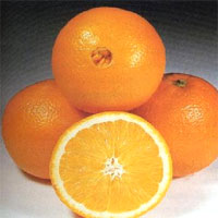 Navel Oranges - Fruits