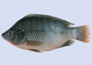 Ikan Talapia Hitam - Fresh & Prepared Fish