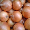 Bawang Kuning / Yellow Onion